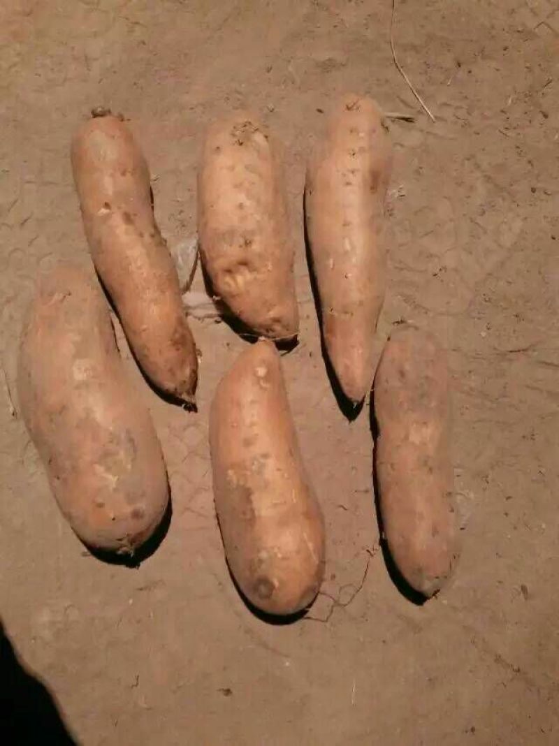 红薯苗，龙薯九，高剪，大田剪苗
