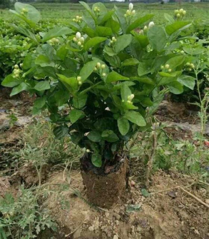 茉莉花