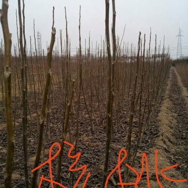 香玲核桃苗一年苗50~100cm