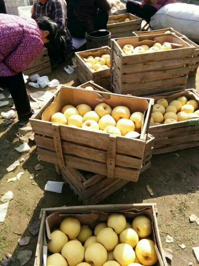 砀山梨300~350g光果