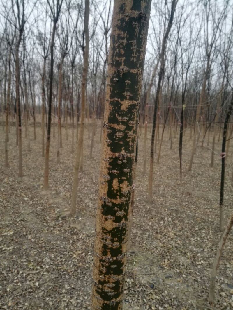国槐8~10cm4~6cm2~3米