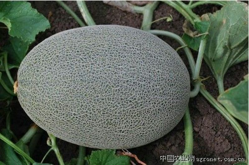 西州蜜瓜3斤以上椭圆形