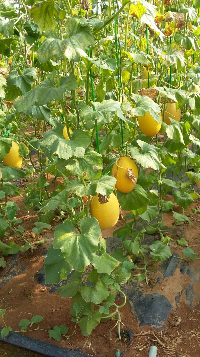保丰蜜哈密瓜