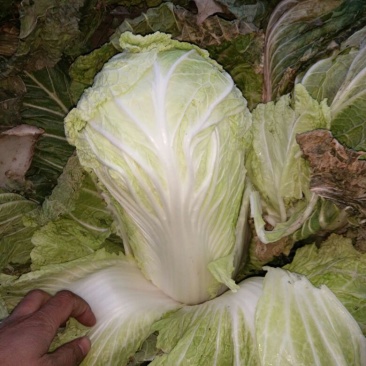 白花菜散装