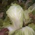 白花菜散装