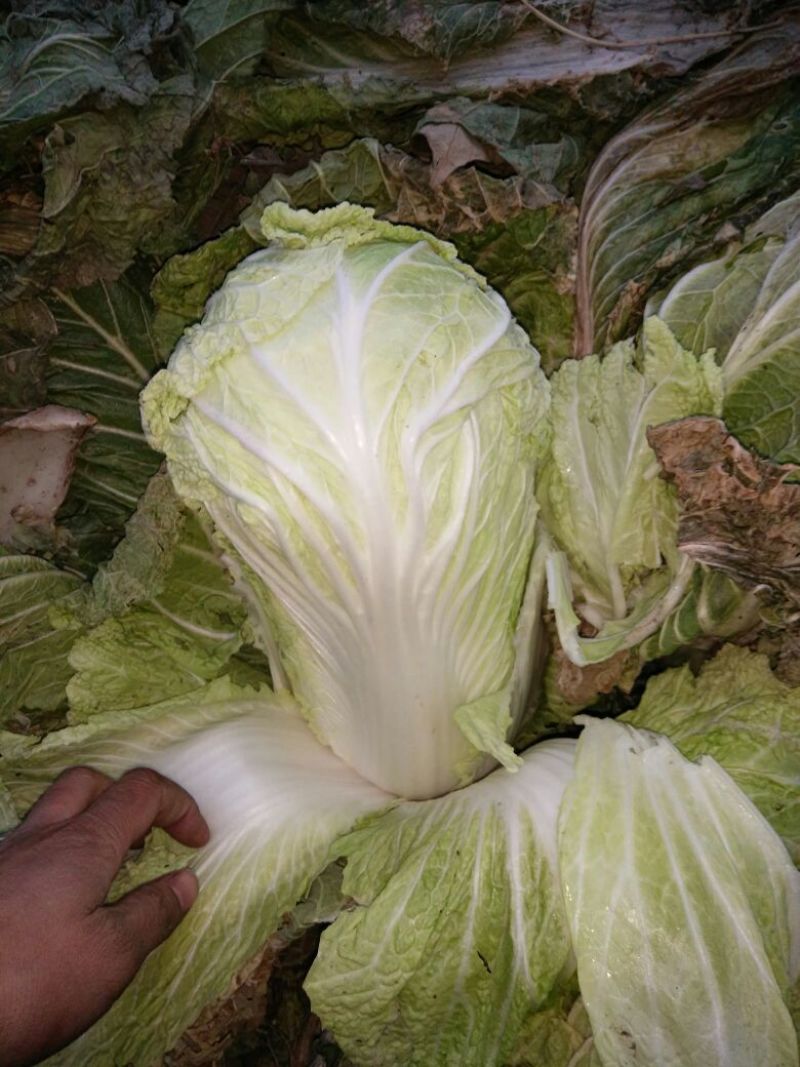 白花菜散装