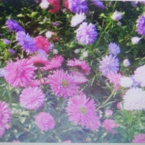 翠菊