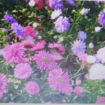 翠菊