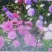 翠菊