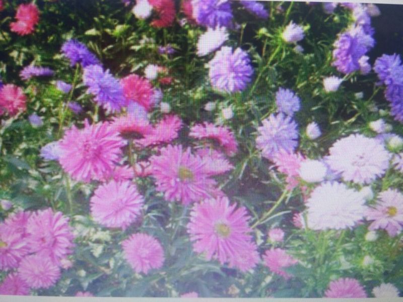 翠菊