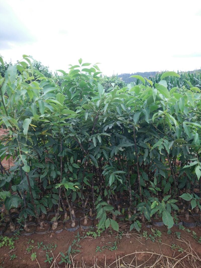 玛瑙红樱桃树苗免费提供技术指导，基地直销