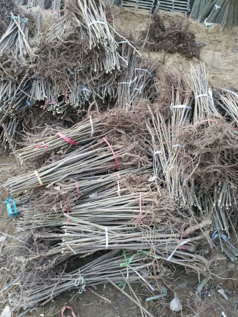 红油香椿苗大棚80cm以上