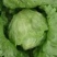 结球生菜，平均一斤以上