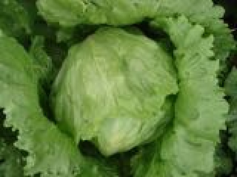 结球生菜，平均一斤以上
