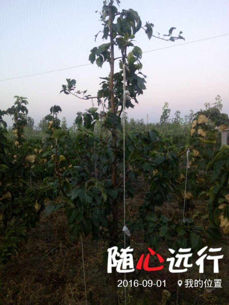 秋月400~450g