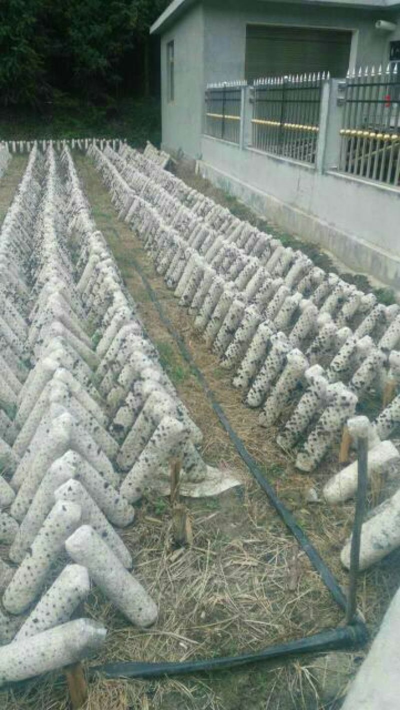 干木耳一级