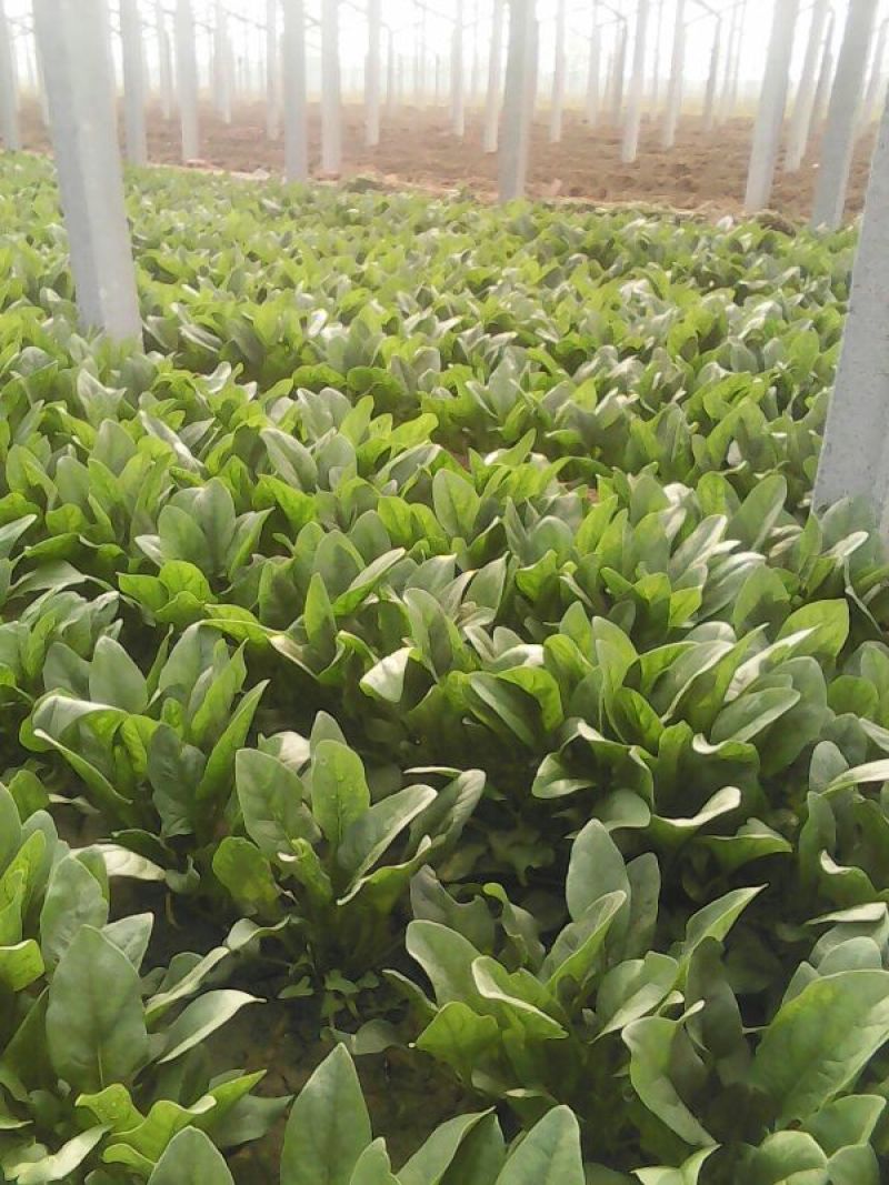 大叶菠菜20~25厘米
