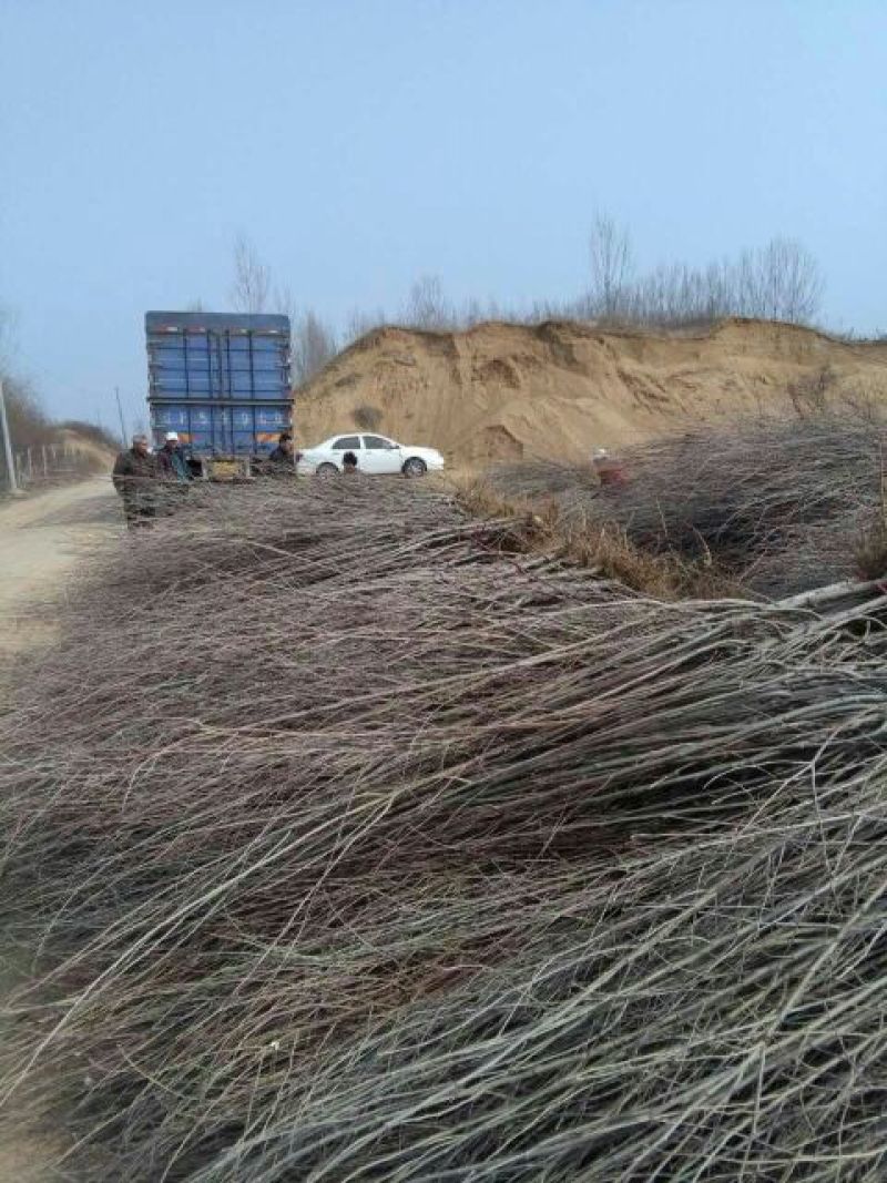 木槿木槿花重瓣木槿绿化用占地用