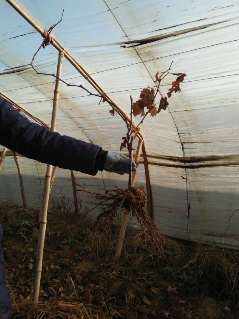 维多利亚葡萄苗1年30~50cm