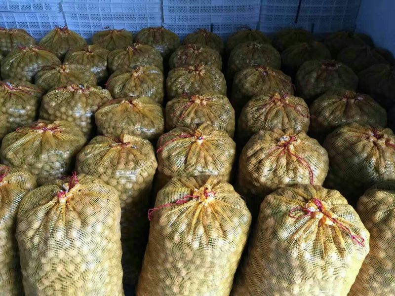 纸皮核桃30mm以上去皮