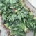 小叶菠菜