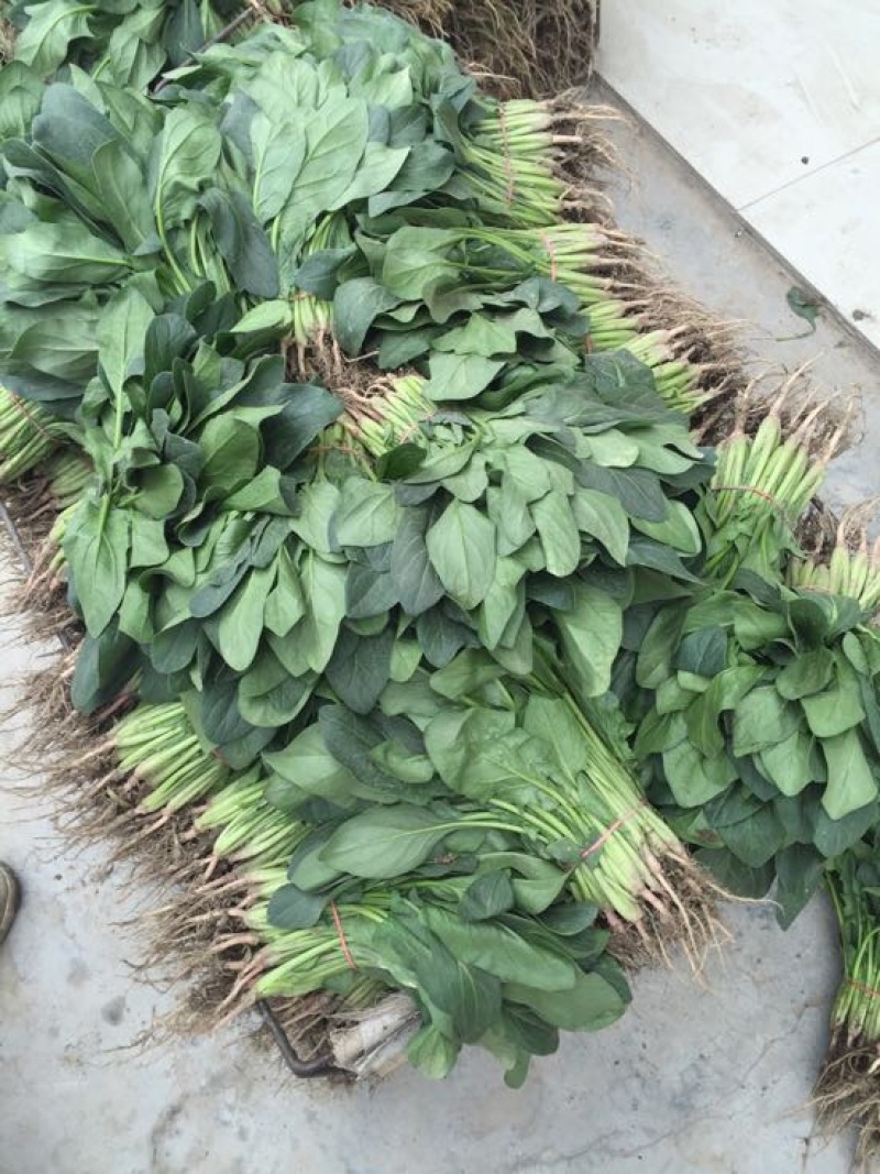 小叶菠菜