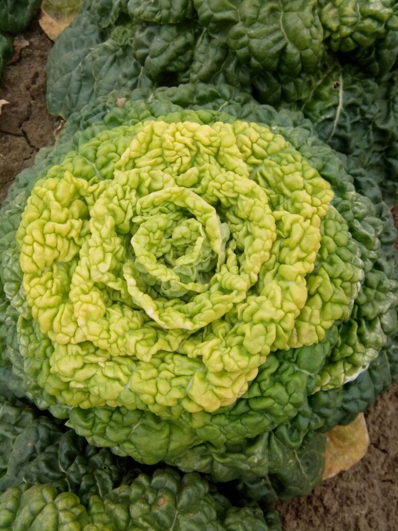 精品黄心乌菜基地直供，电商代发，实力雄厚