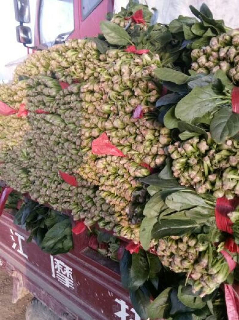 山东省菏泽市菠菜大量上市，精品菠菜2025厘米