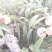 蟠桃2~3两