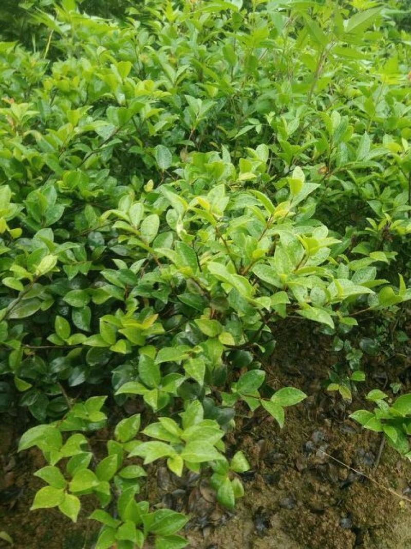 茶梅苗20~30cm