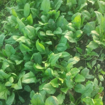 秋菠菜25~30厘米