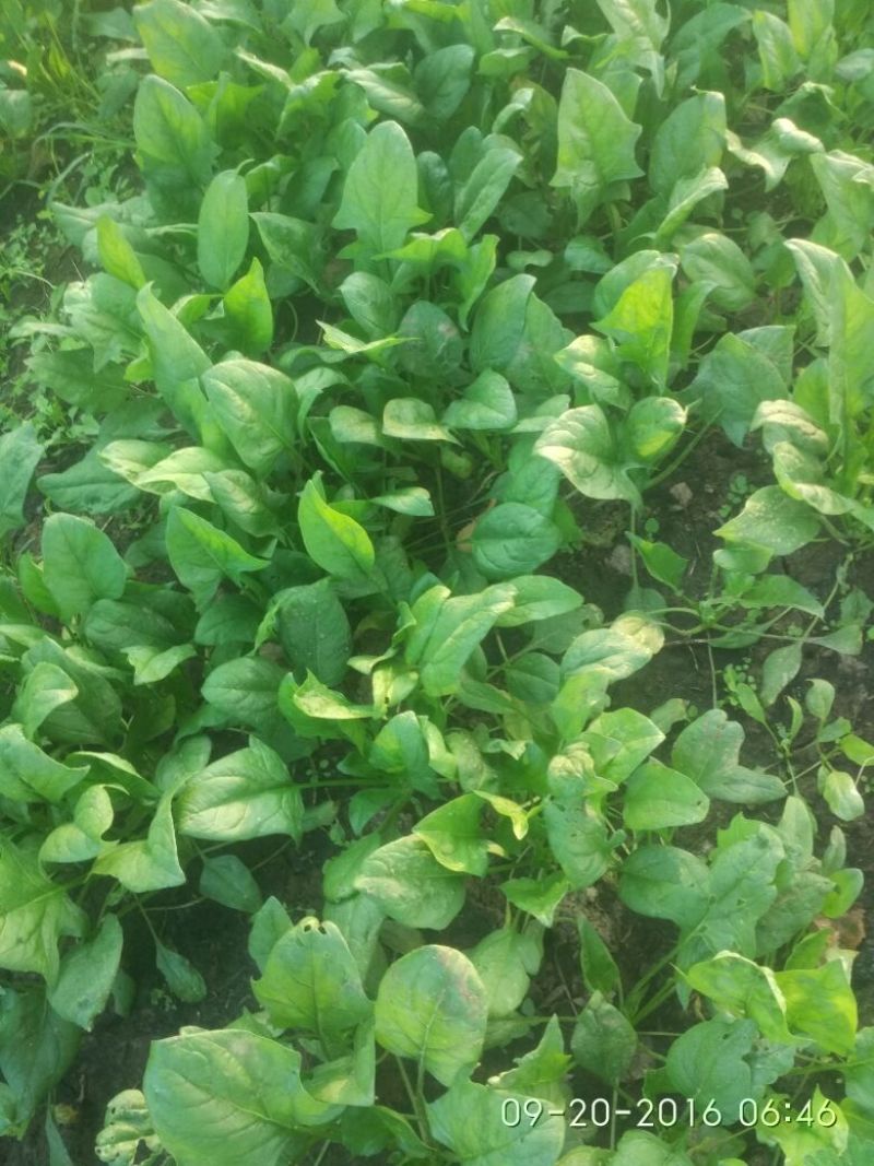 秋菠菜25~30厘米