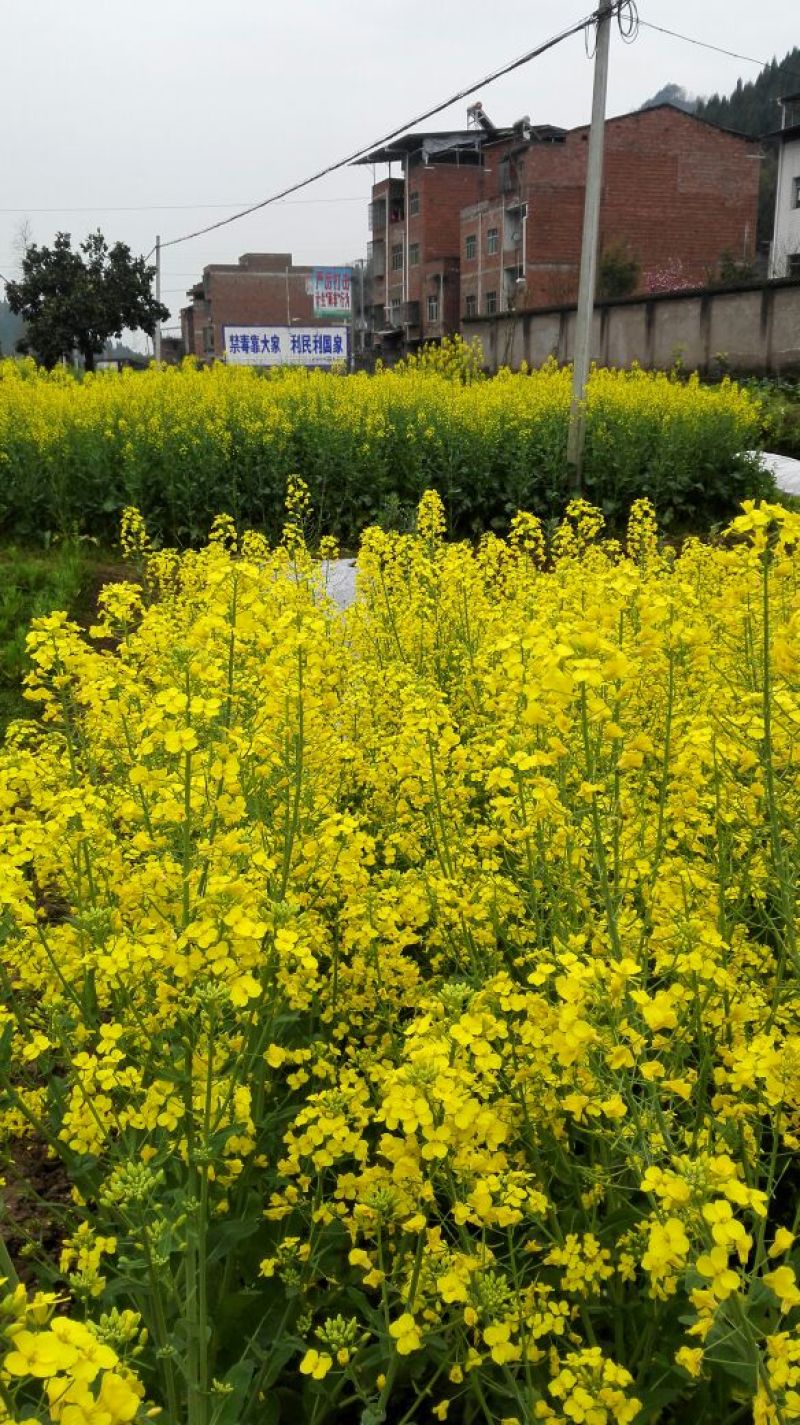 菜油一级