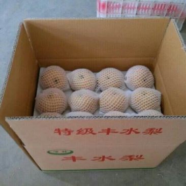 丰水梨300~350g纸袋