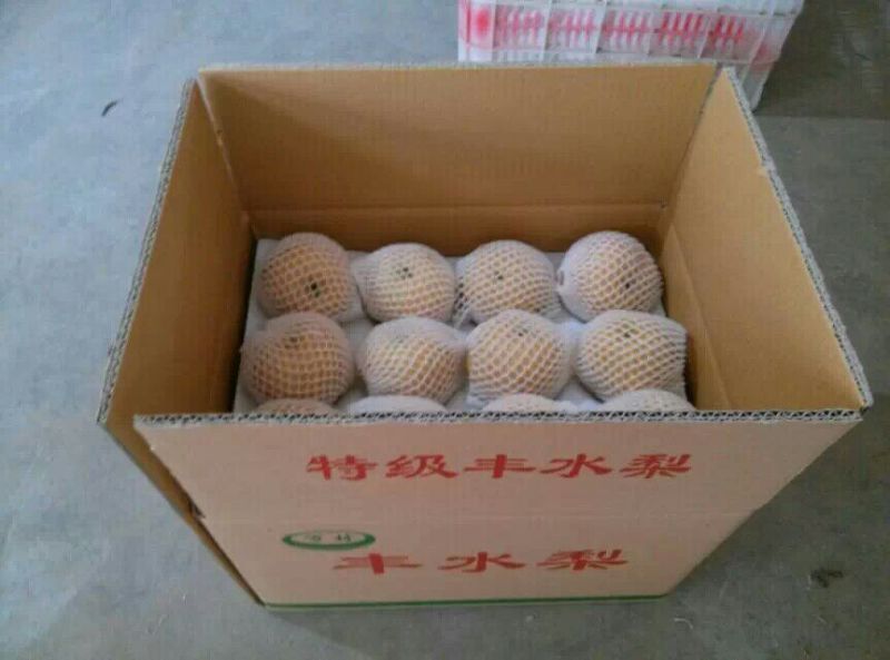丰水梨300~350g纸袋