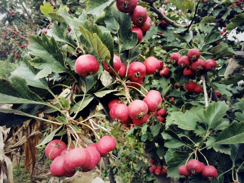 口感味甜的甜红子山楂苗全国栽植
