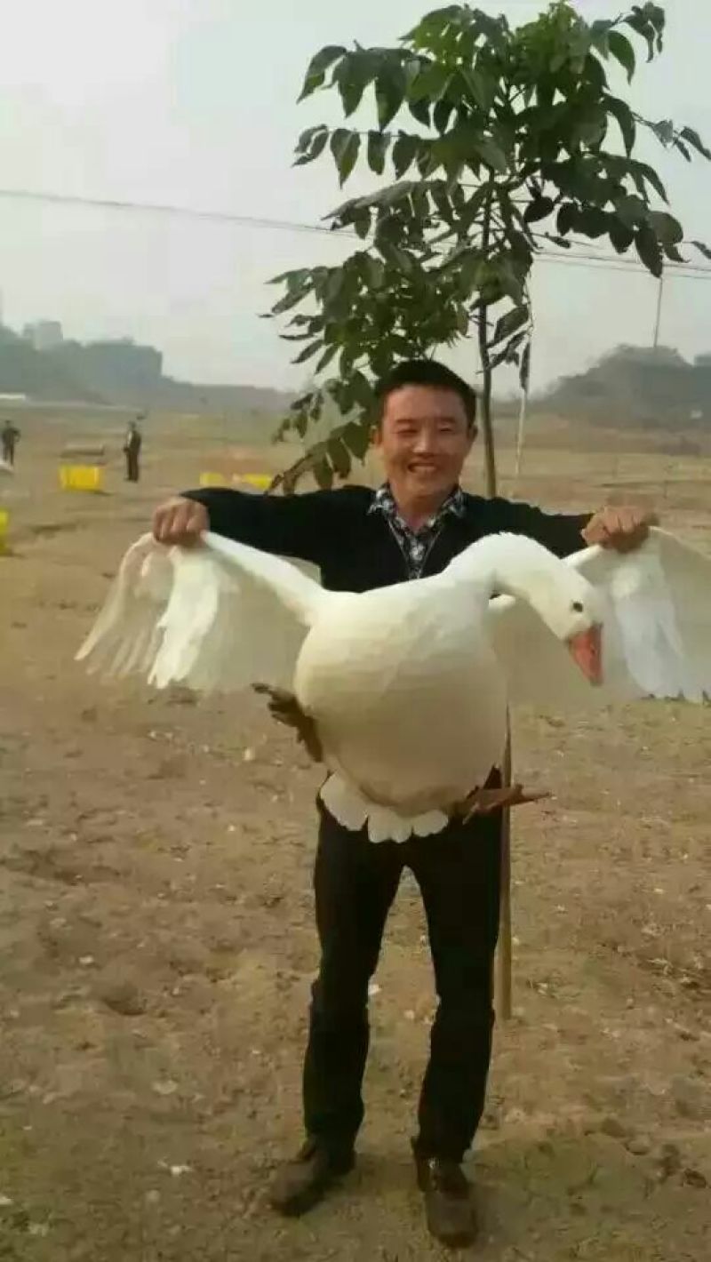 霍尔多巴吉鹅10~12斤