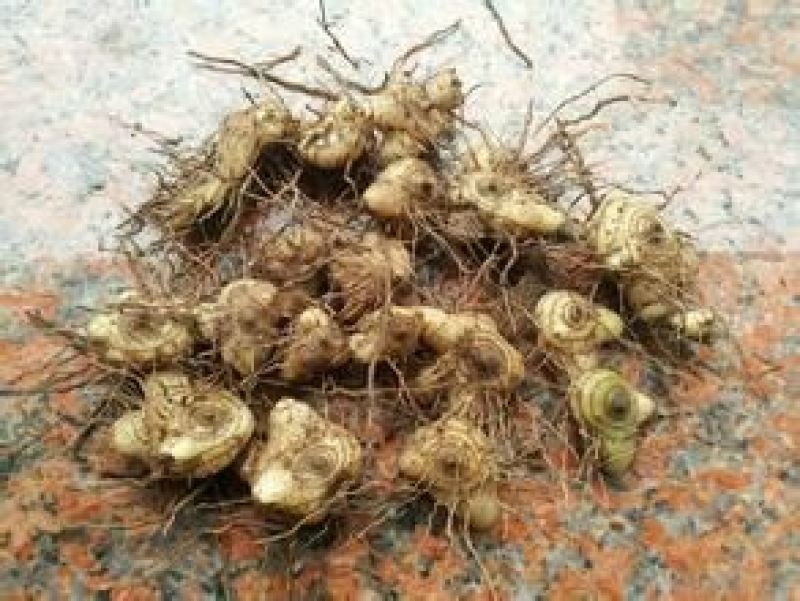 白芨统货