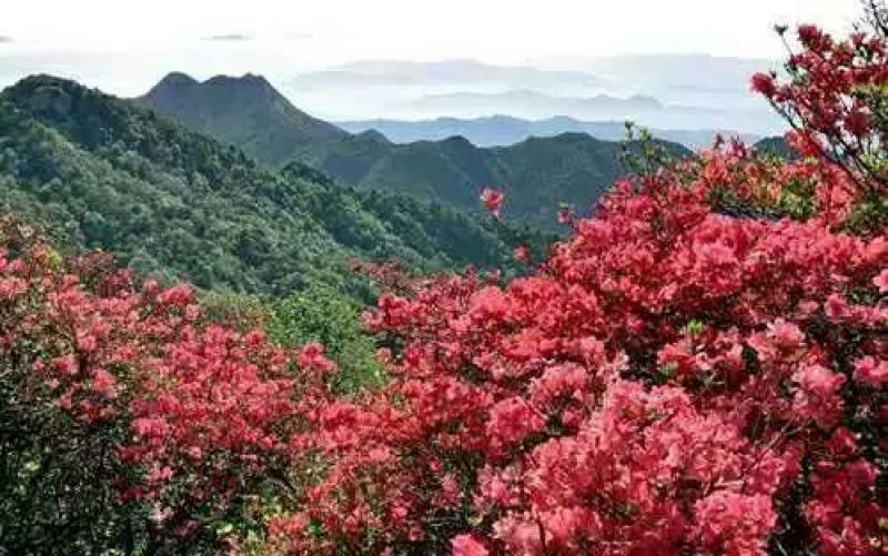 云南高黎贡山自然公园，原始森林土蜂蜜蜂！