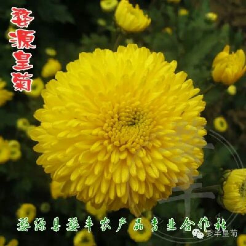皇菊茶四级