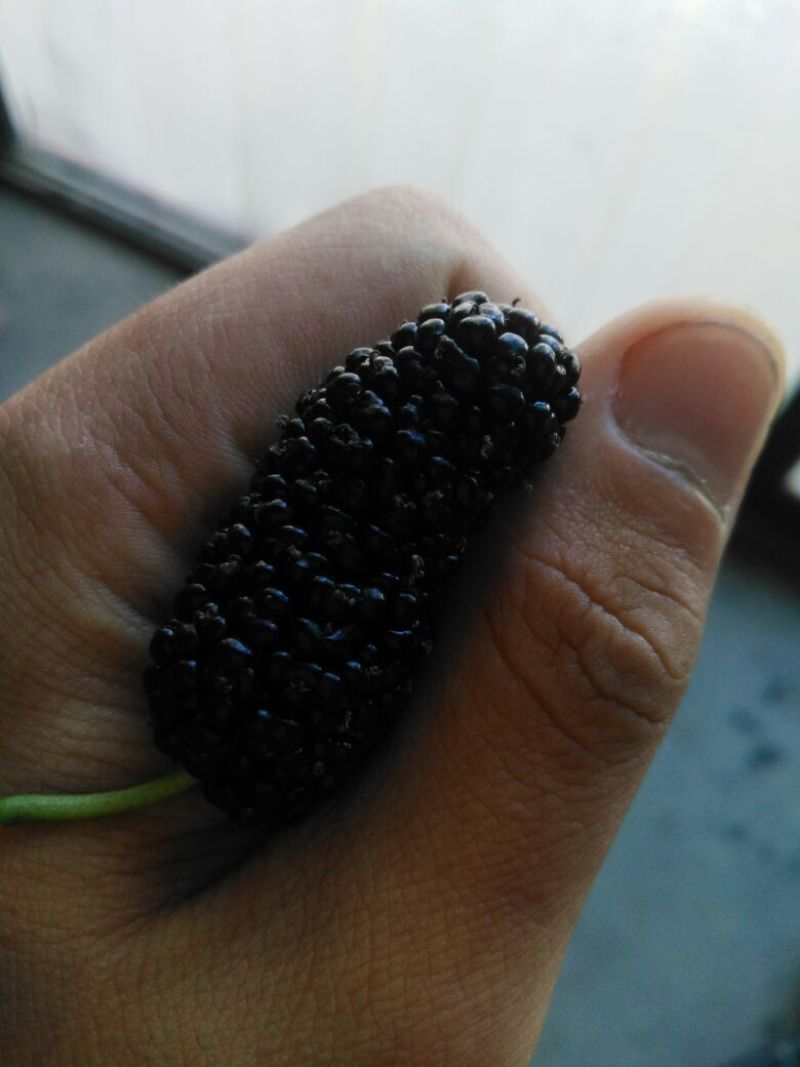 桑葚4~5cm