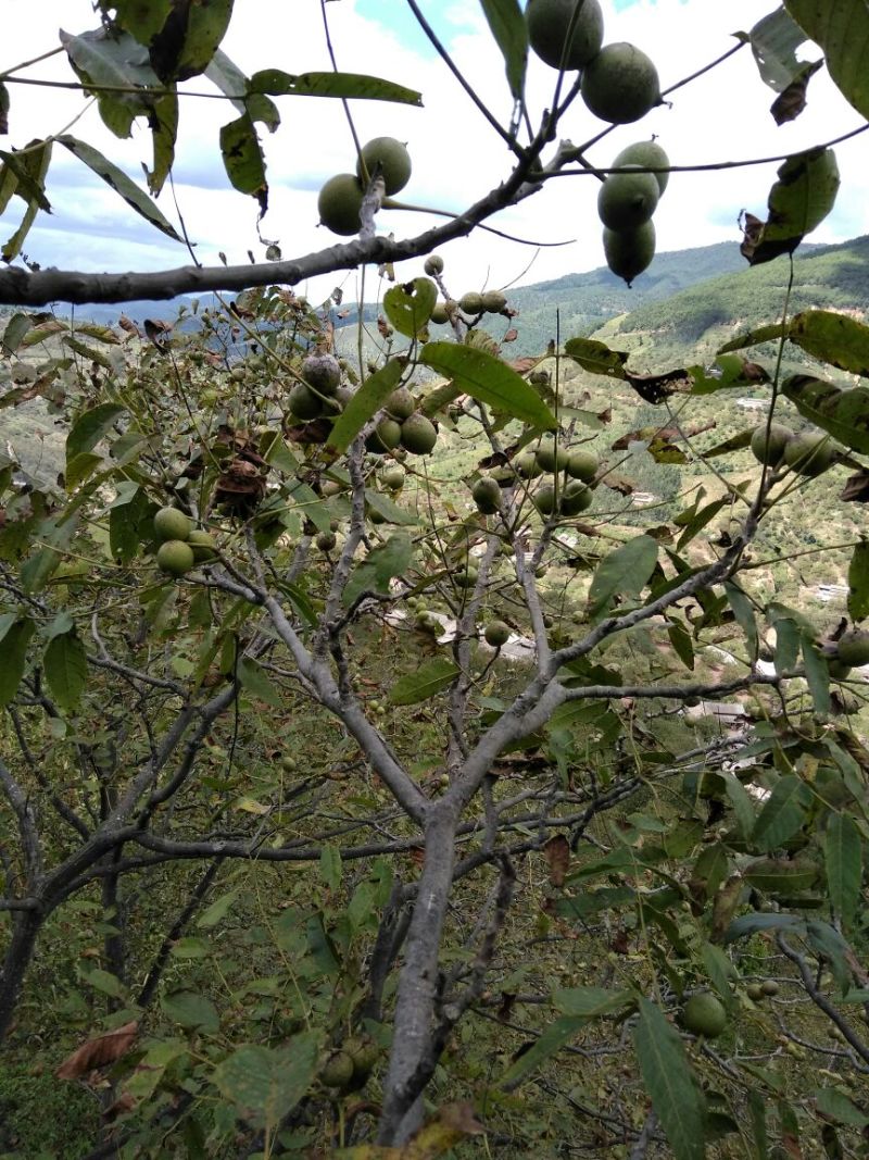 山核桃去皮