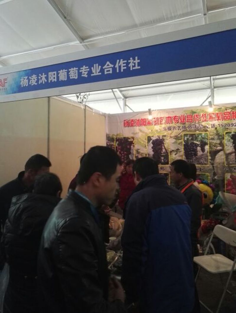 出售3～5厘米占地户太八号葡萄树保证树苗成活率