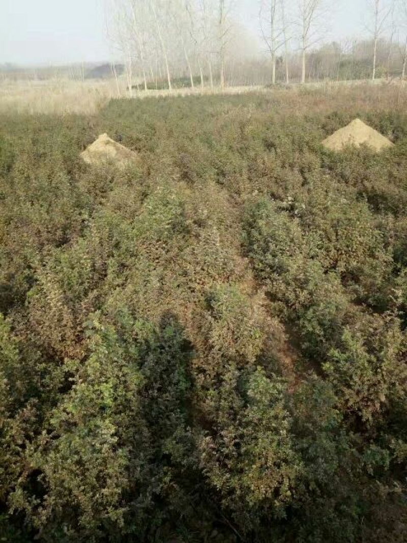 黄刺梅种苗