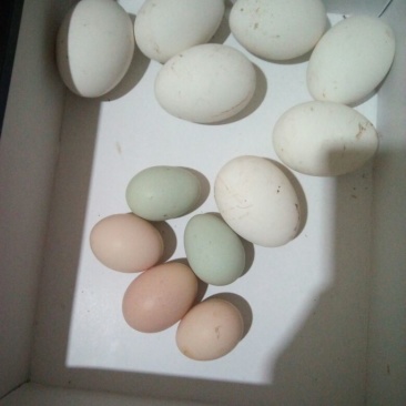 土鸡蛋孵化50g以下