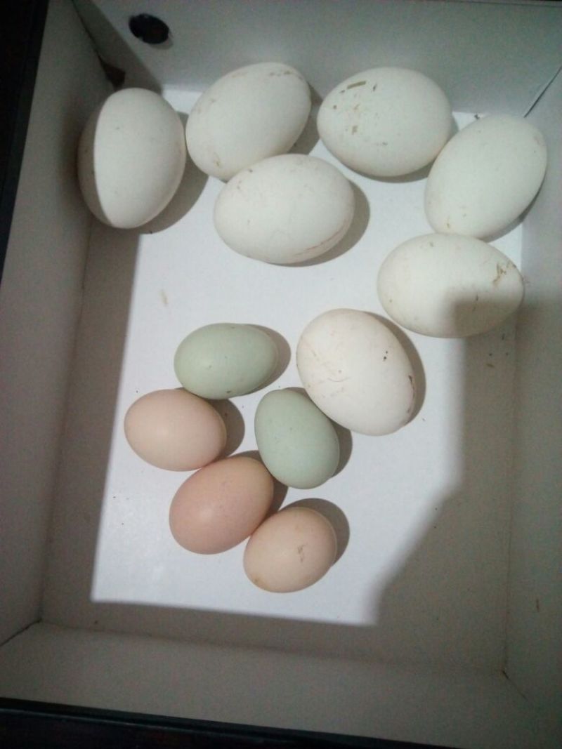 土鸡蛋孵化50g以下