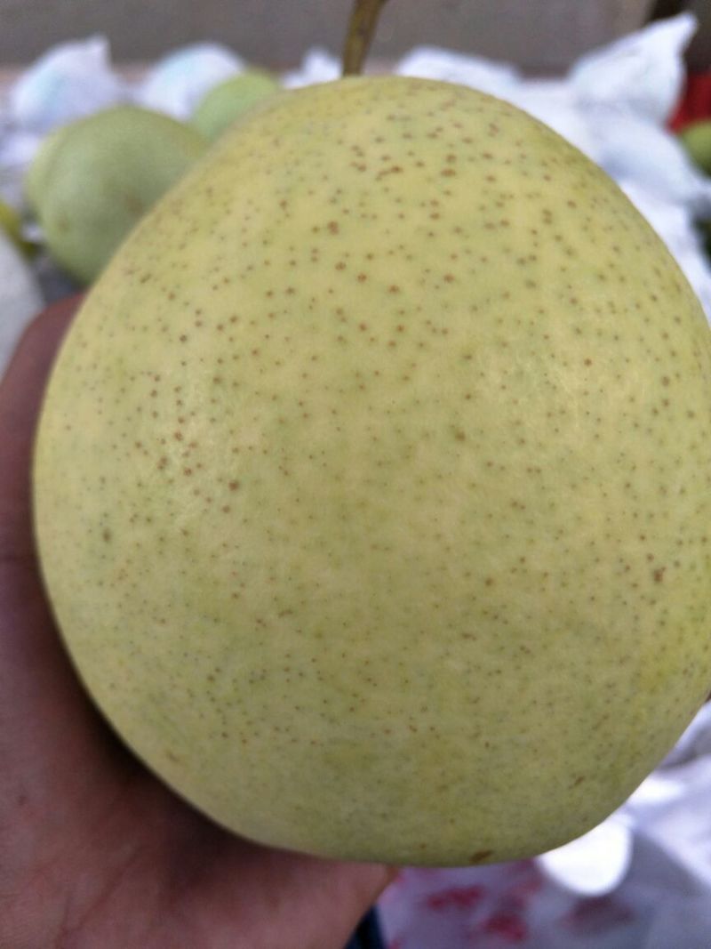 金花梨300~350g纸袋