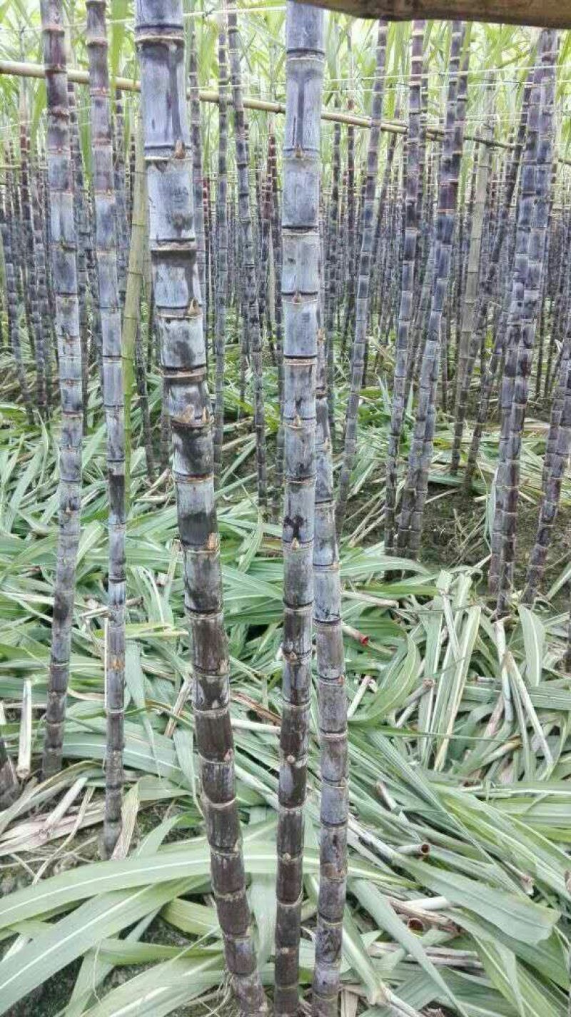 广西博白特产大量现货甘蔗果蔗5~6cm2~2.5米
