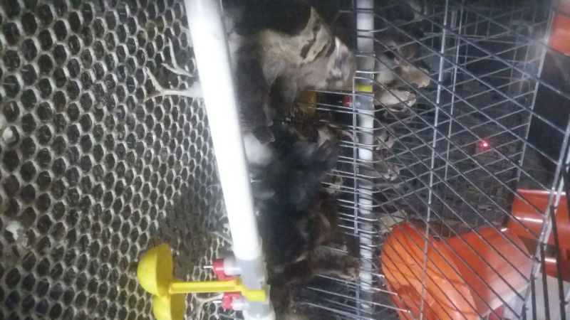华北柴鸡0-50天脱温青年鸡