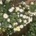 菊花茶
